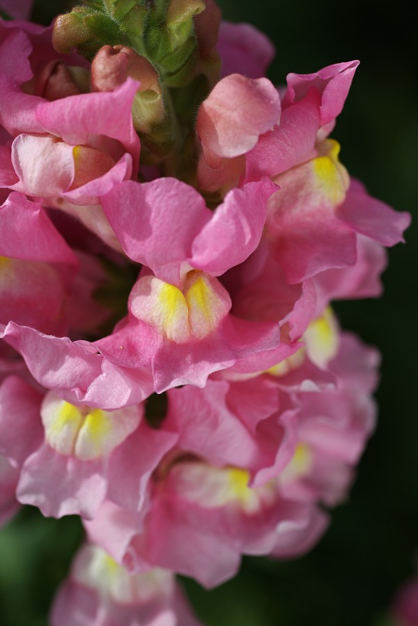 Snapdragon Pink by Joy Watson
